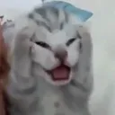 cat_aaaaaaaaaa