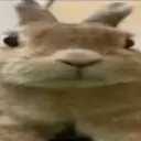 slungus2 slungus2