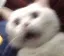catscared