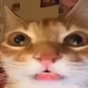 catspeechless