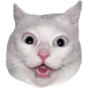 White Cat whitecat Discord Emoji
