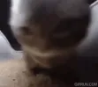 chipichipi chipichipi