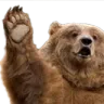 bearwave bearwave