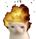 angrycat