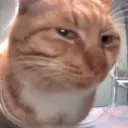 catMMhMM catMMhMM