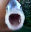 killerfish