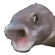 PogFish PogFish