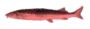 Joeljam