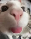 blepcato