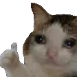 Thumbs Up Cat thumbsupcat Discord Emoji