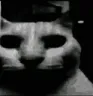 cat_flopa_dark