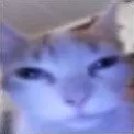 mewo mewo