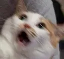 scaredcat