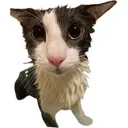 sogg