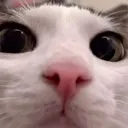 Luna_Stare