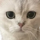 ruseriousrightmeow Discord Emoji