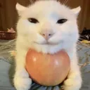 apthle