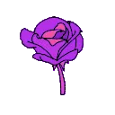 kolom_purple_rose