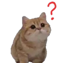 confusedkitty