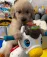 dog_cavalinho