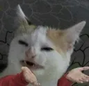 wutTF