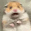 hamstershocked