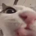 Catlick Catlick