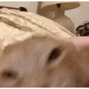 smakKek smakKek
