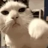 cattopunch