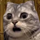 cattoHUH