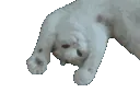 cat_hi