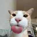 blep blep