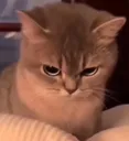 coldstare coldstare