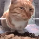 carhuh carhuh