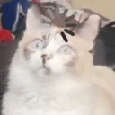 Marieloading