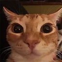 catsmile catsmile