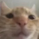 sadcat