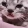 SadCat SadCat