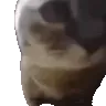 cipiciapa