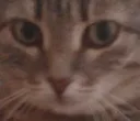 CatErp