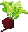 beet beet