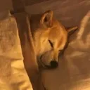 ShibaSleep