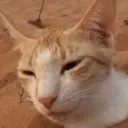 curseofset Discord Emoji