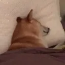 TV_ShibaSleep2
