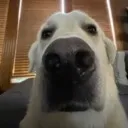 whotfyoulookimatm8