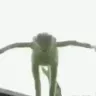 kermit_die