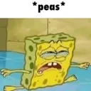 spongypea
