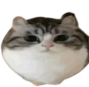 wawacat wawacat