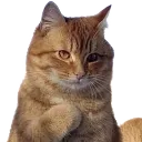kittyme