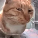 CatSideEye